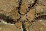 Detailed Ordovician Brittle Star (Ophiura) - Morocco #350442-2